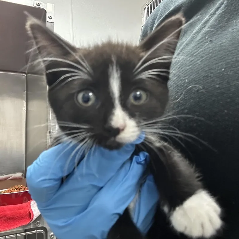 A baby small-sized female Black Domestic Short Hair cat named Paloma for adoption in Newark, NJ