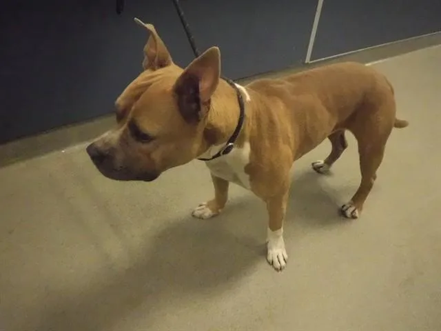 An adult large-sized male Pit Bull Terrier dog named Titus for adoption in Miami, FL