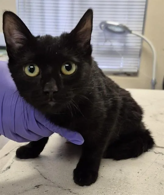 A young small-sized female Domestic Short Hair cat named Lovegood for adoption in Lodi, CA