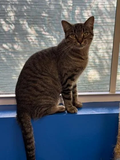 A young large-sized female Domestic Short Hair cat named Ellie for adoption in Pompano Beach, FL