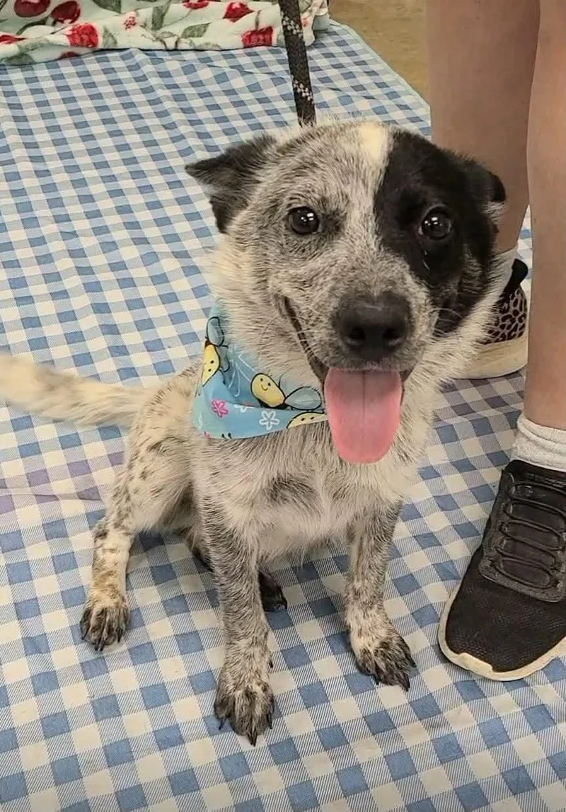 A baby medium-sized male Australian Cattle Dog / Blue Heeler dog named Arizona for adoption in Bradenton, FL