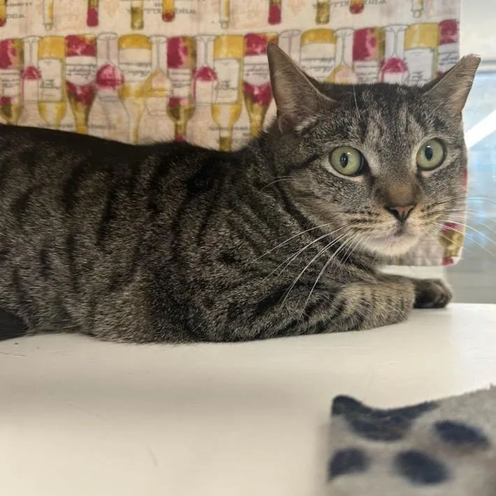 A young medium-sized female Tabby (Brown / Chocolate) Domestic Short Hair cat named Stella for adoption in Manassas, VA