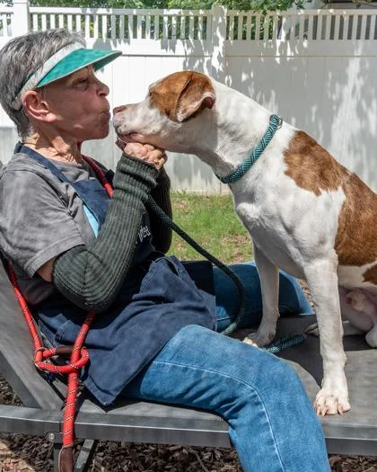 An adult large-sized male Mixed Breed dog named Mikono for adoption in Chamblee, GA