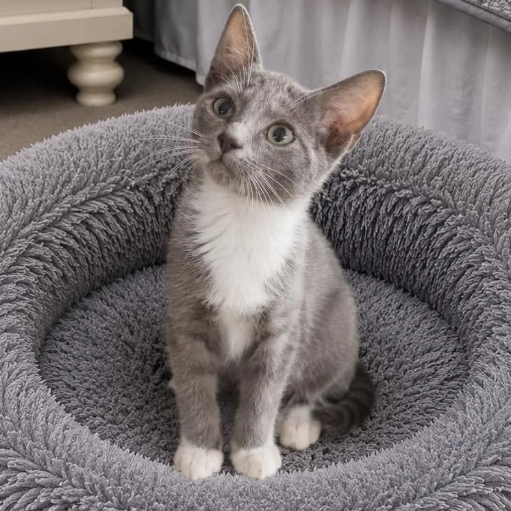 A baby small-sized male Domestic Short Hair cat named Devlin for adoption in Grand Bay, AL