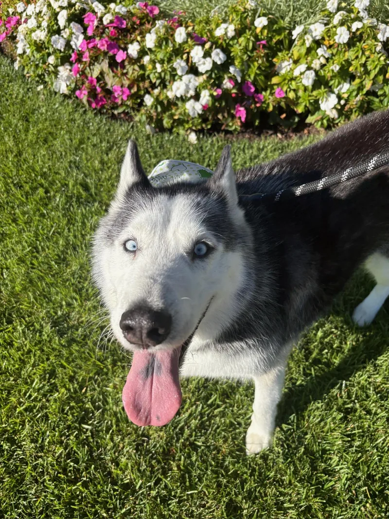 An adult large-sized male Husky dog named Oreo for adoption in santa monica, CA