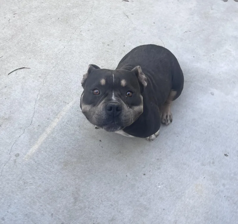 An adult medium-sized female Bulldog dog named Petunia The Sweetest for adoption in woodland, CA