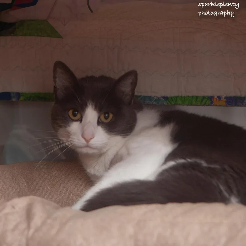 An adult medium-sized female Gray & White Domestic Short Hair cat named Smokey for adoption in Ridgefield, CT