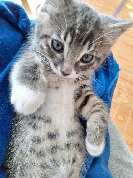 A baby small-sized male Domestic Short Hair cat named Plover for adoption in Novato, CA