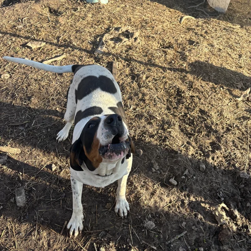 A young large-sized male Treeing Walker Coonhound dog named Slade for adoption in Mora, MN