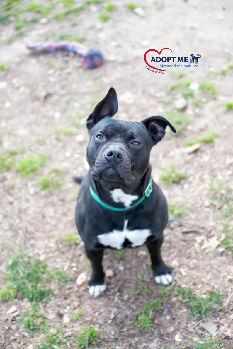 Mr Peabody thumbnail 2