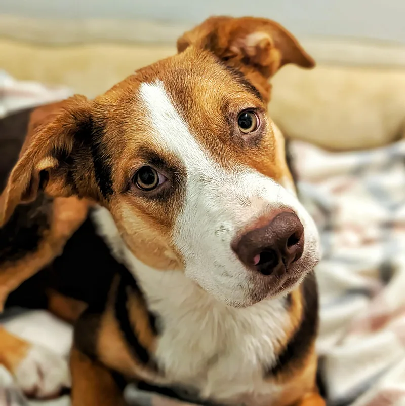A baby medium-sized female Beagle dog named Riley for adoption in Eustis, FL