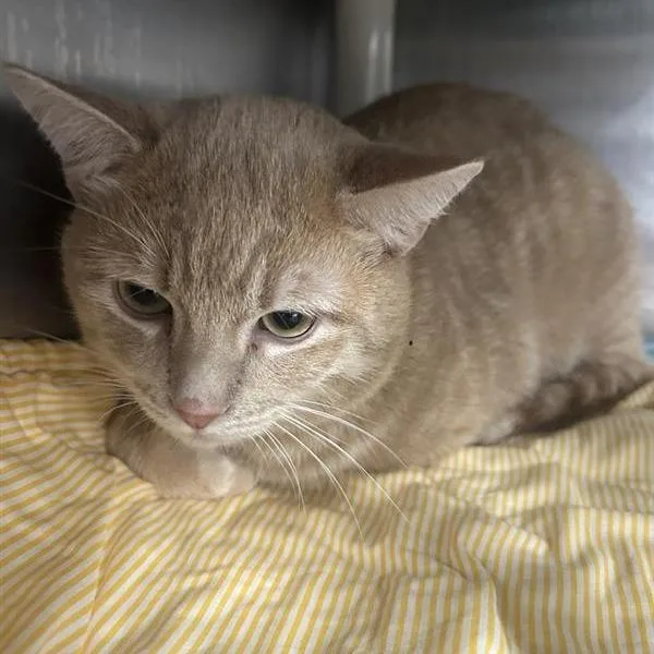 An adult large-sized male Buff / Tan / Fawn Domestic Short Hair cat named Twilight for adoption in Salt Lake City, UT