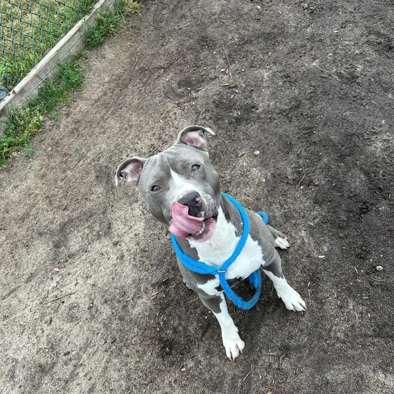 An adult medium-sized male Gray / Blue / Silver Mixed Breed dog named Malachi for adoption in Newark, NJ