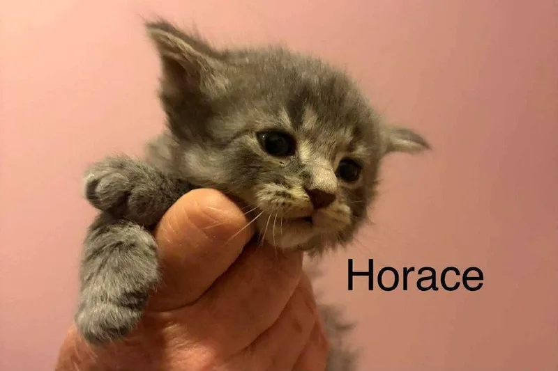 Horace