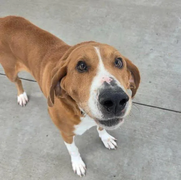 A senior large-sized male Labrador Retriever dog named Turbo for adoption in Plover, WI