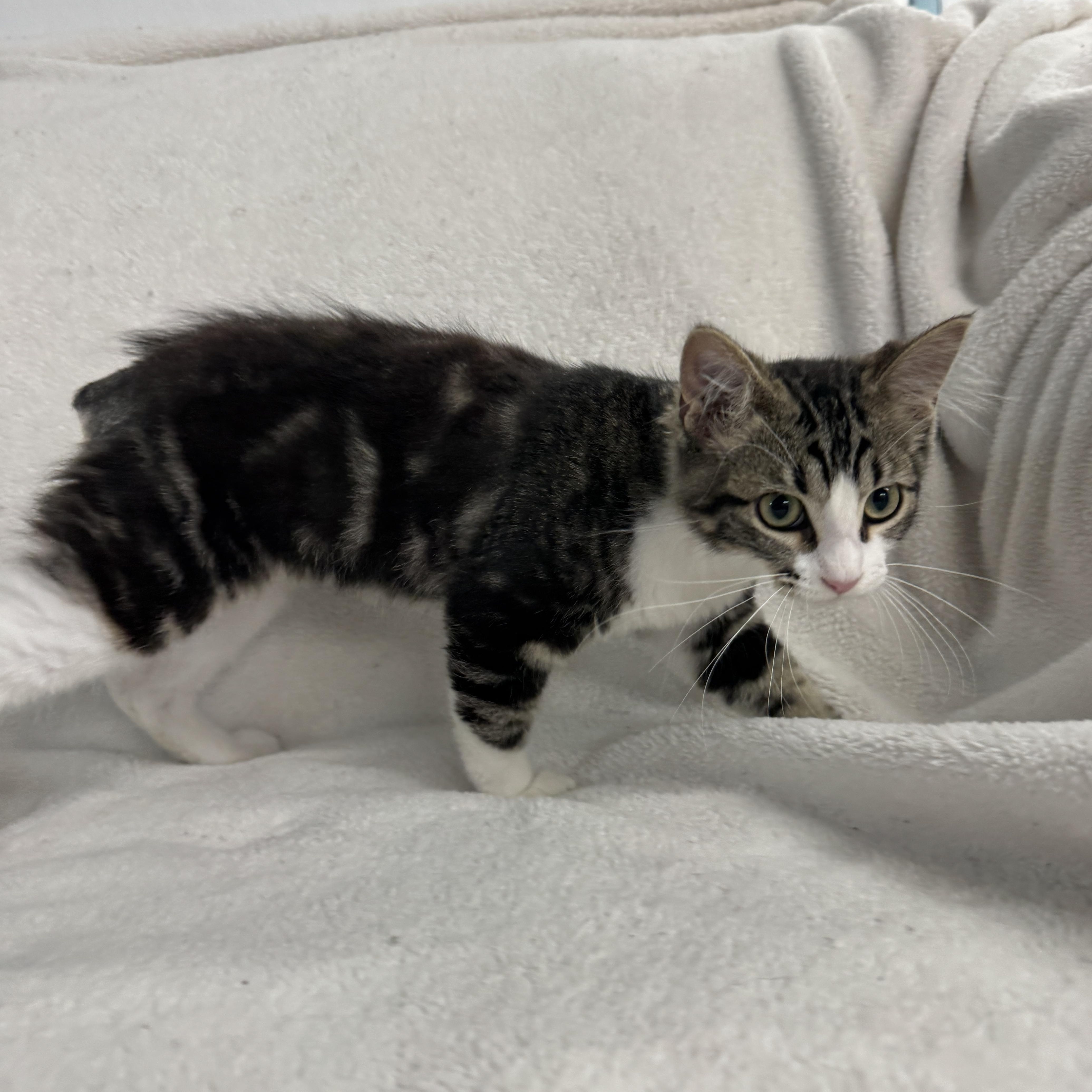 A baby medium-sized female Domestic Short Hair cat named Grasshopper for adoption in Auburn, NE