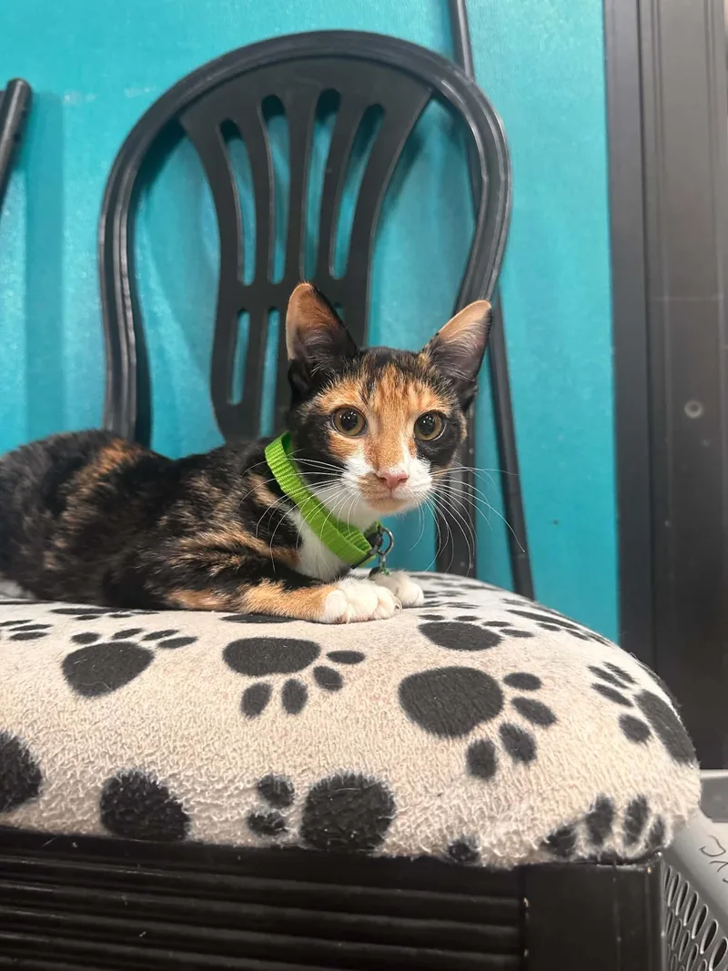 A young small-sized female Calico Domestic Short Hair cat named Clownfish for adoption in Graham, TX