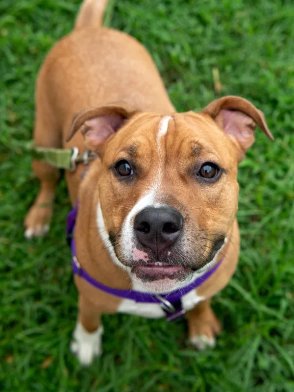 A young large-sized male Terrier dog named BeauRaleigh for adoption in Roanoke, VA