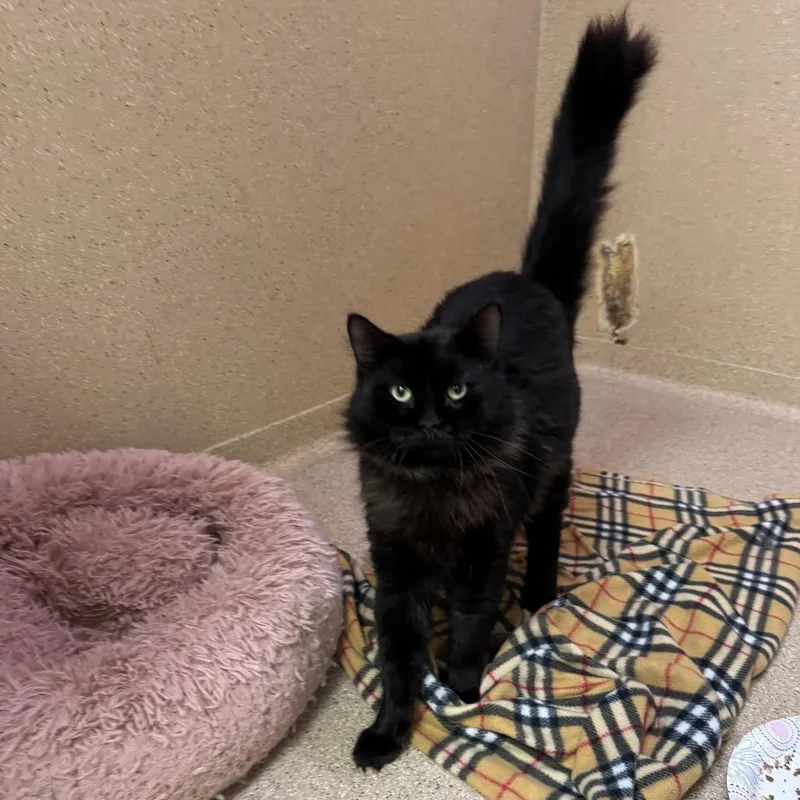 An adult large-sized male Black Domestic Long Hair cat named Scallywag for adoption in Pekin, IL