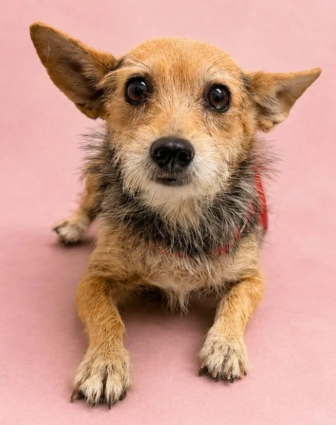 An adult small-sized female Terrier dog named Starlight for adoption in Wauchula, FL