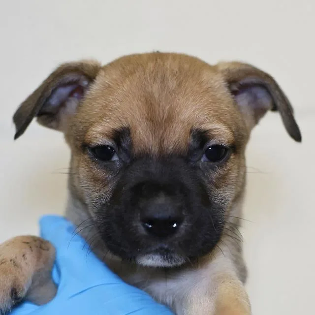 A baby small-sized female American Staffordshire Terrier dog named Paris for adoption in San Antonio, TX