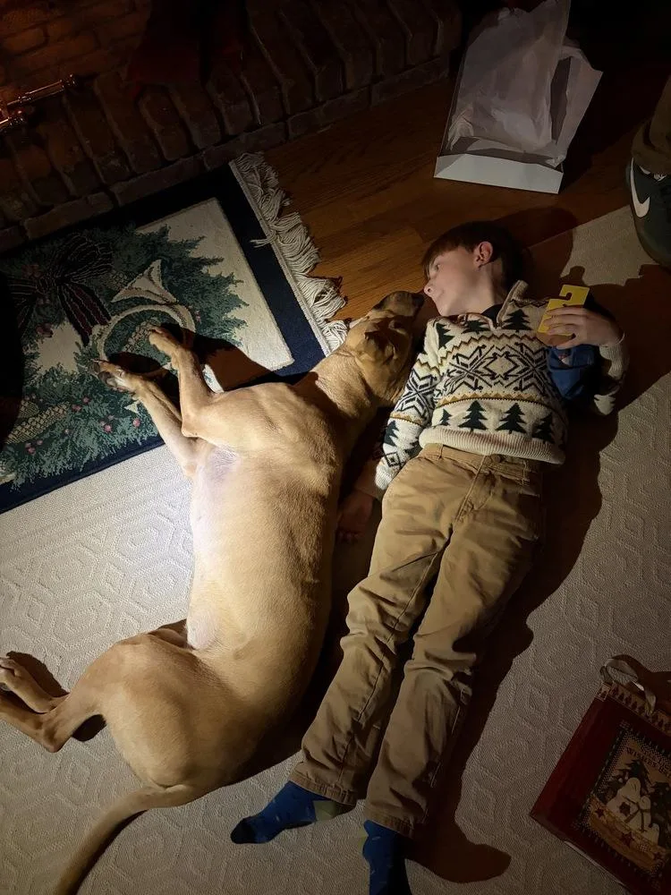 A young large-sized female Brown / Chocolate Labrador Retriever dog named Grace for adoption in Greenlawn, NY