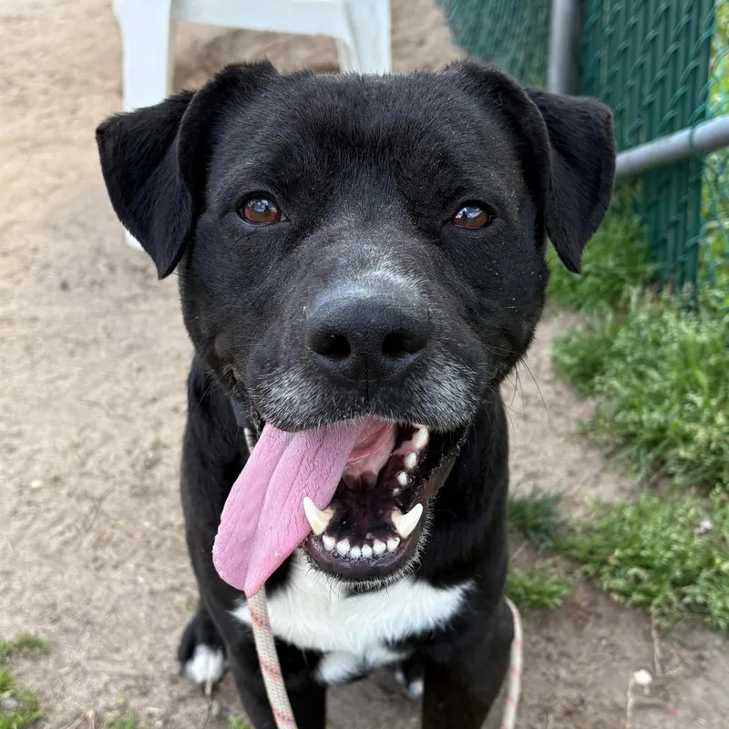 A senior medium-sized male Black Mixed Breed dog named Hunter for adoption in Newark, NJ