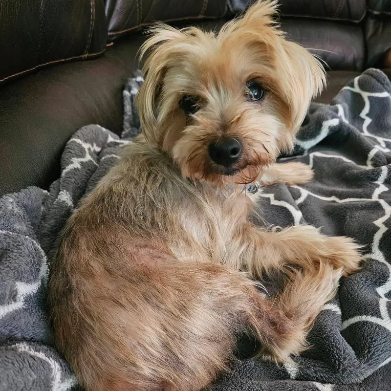 A senior small-sized female Yellow / Tan / Blond / Fawn Yorkshire Terrier dog named Hourglass for adoption in Fredericksburg, VA