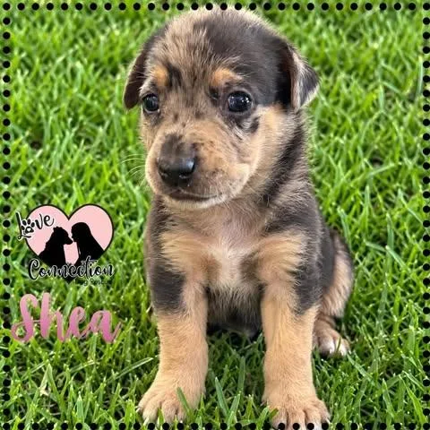 A baby medium-sized female Bicolor Australian Shepherd dog named Shea for adoption in Gilbert, AZ