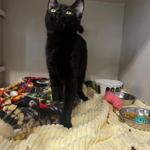 A young small-sized male Black Domestic Short Hair cat named Pedro And Lafawndah for adoption in Hutchinson, MN