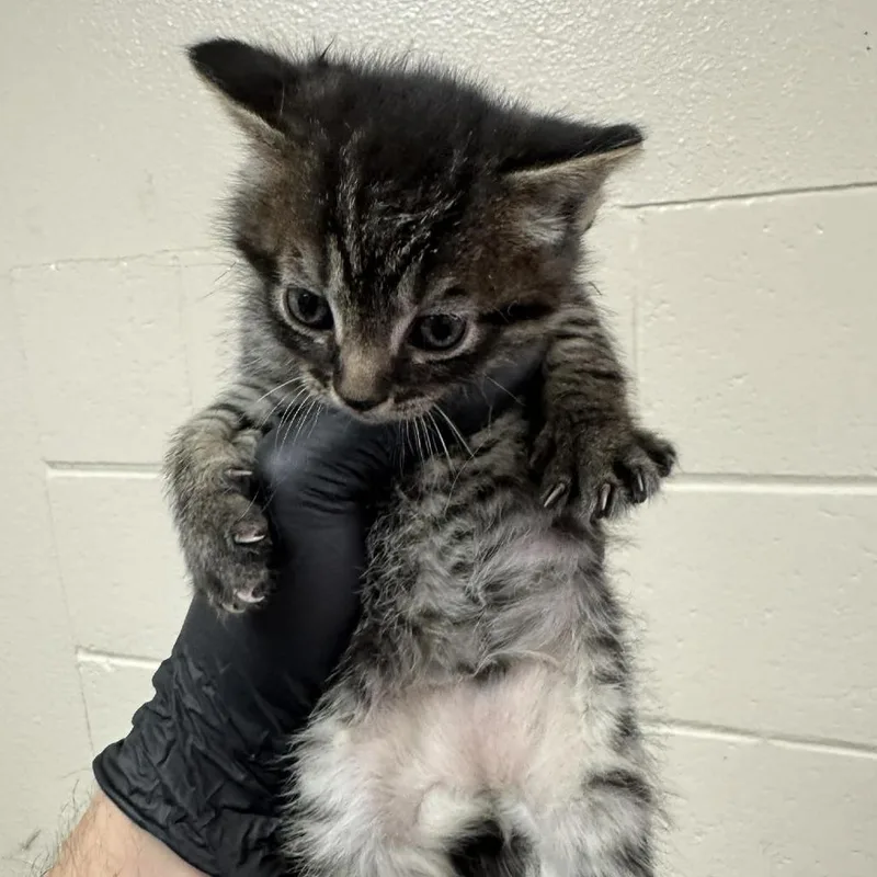 A baby small-sized male Gray / Blue / Silver Domestic Long Hair cat named Infinite Swirl for adoption in Reno, NV