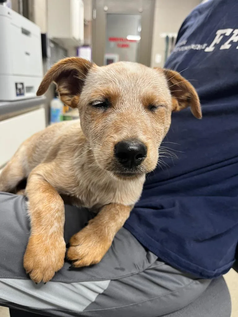 A baby medium-sized female Australian Cattle Dog / Blue Heeler dog named Gidget for adoption in Hopkinsville, KY