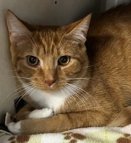 An adult medium-sized male Orange & White Domestic Short Hair cat named Carrot Cake for adoption in Lansing, MI
