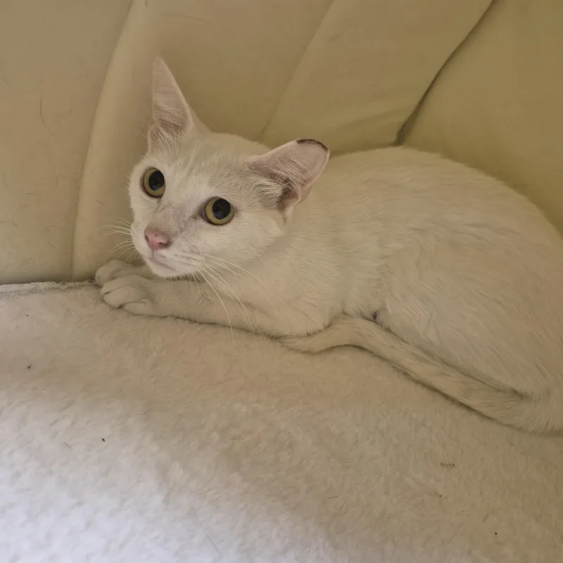 An adult medium-sized female Domestic Short Hair cat named Moraine for adoption in Schertz, TX
