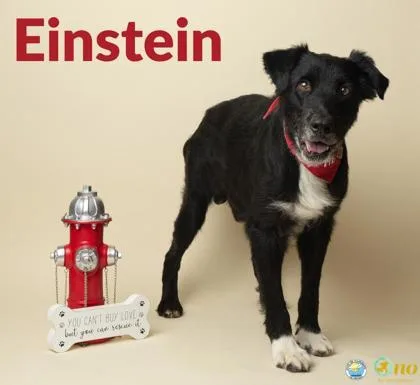 Einstein