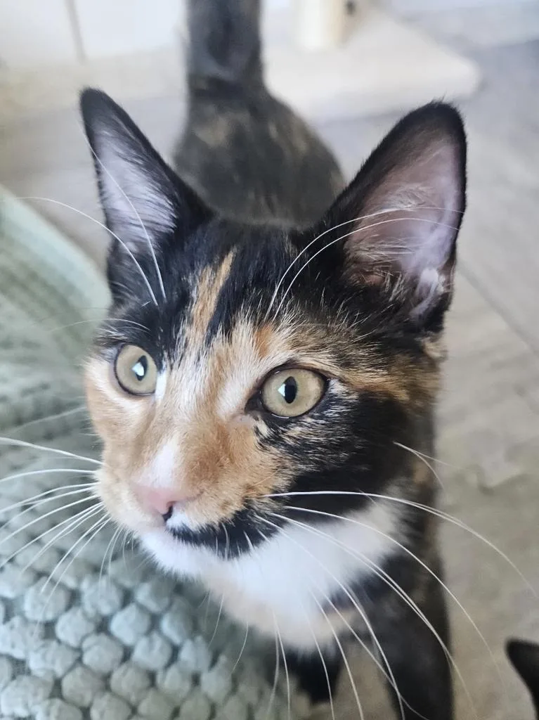 A baby medium-sized female Domestic Short Hair cat named Katie for adoption in Ontario, OR