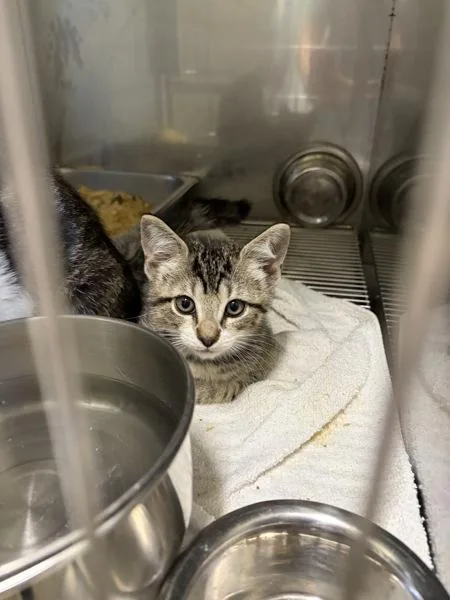 A baby small-sized male Domestic Short Hair cat named Brandon for adoption in Mobile, AL