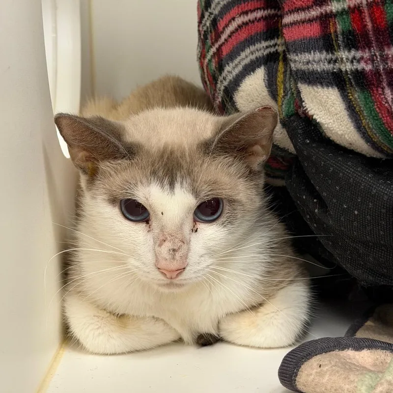 An adult medium-sized female Cream / Ivory Siamese cat named Jessica for adoption in West Palm Beach, FL