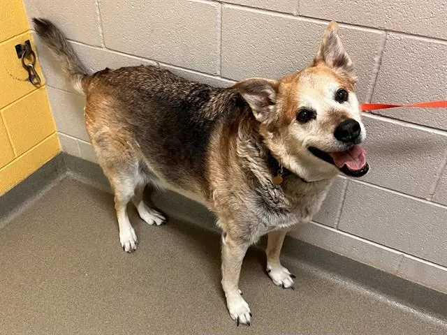 A senior large-sized male German Shepherd Dog dog named Kodak for adoption in Colorado Springs, CO