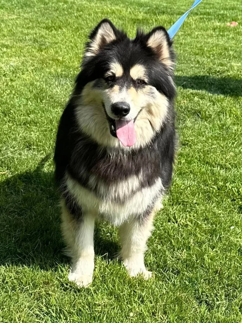 Ayuko And Anka thumbnail 2