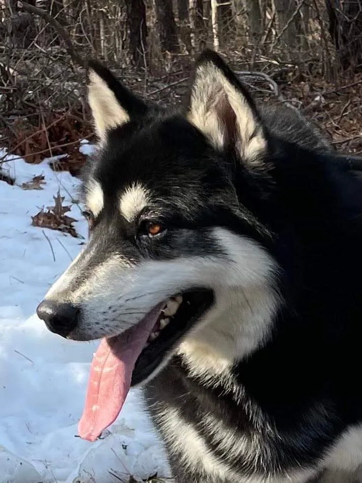 Ayuko And Anka thumbnail 4