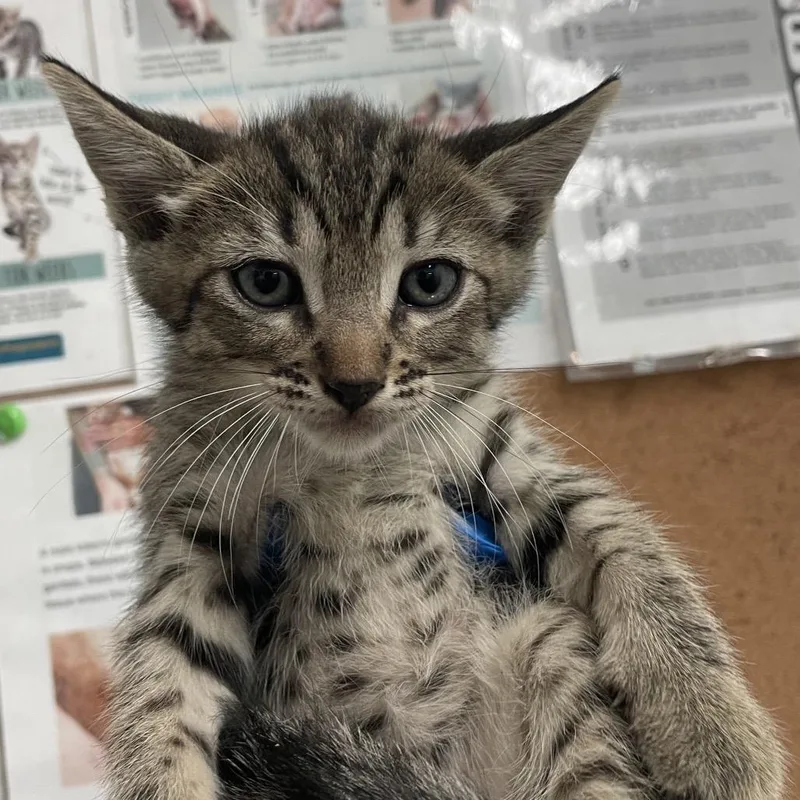 A baby small-sized male Gray / Blue / Silver Domestic Short Hair cat named Preston for adoption in Edinburg, TX