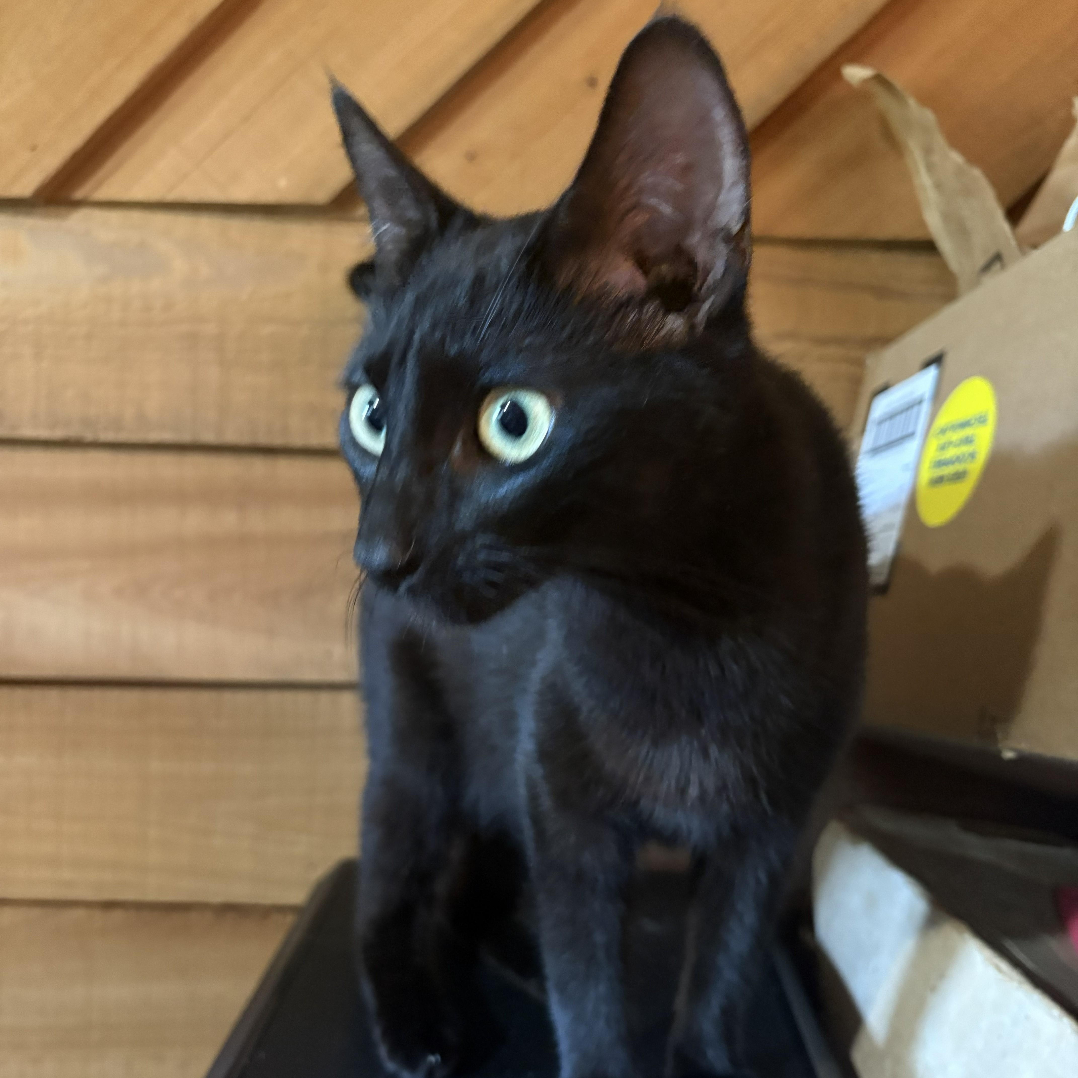 A young medium-sized female Black Domestic Short Hair cat named Honey for adoption in SNOW HILL, NC