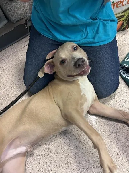 A young medium-sized male Mixed Breed dog named Franco for adoption in New York, NY