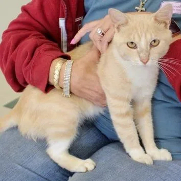 A young medium-sized male Orange / Red Domestic Short Hair cat named Courtland for adoption in Birmingham, AL