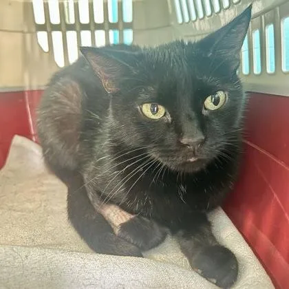 An adult small-sized female Domestic Short Hair cat named Shenzi for adoption in East Montpelier, VT