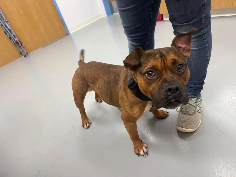 A young medium-sized male English Bulldog dog named Weezer for adoption in Hartsville, SC