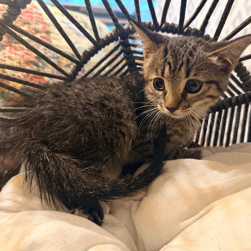 A baby small-sized female Brown / Chocolate Domestic Short Hair cat named Luffy for adoption in Flower Mound, TX