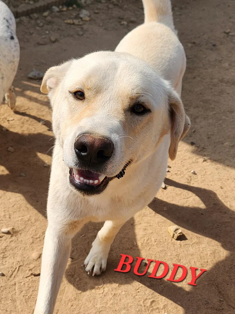 Buddy Brightside thumbnail 3