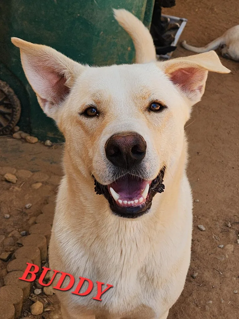 Buddy Brightside thumbnail 4